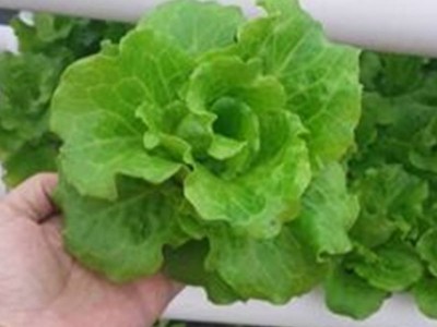 陽(yáng)臺(tái)種菜論壇,陽(yáng)臺(tái)菜園陽(yáng)臺(tái)種菜論壇