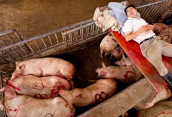 豬圈設計圖豬圈設計圖片大全 農村 家用