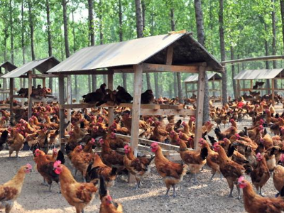 養雞場設計圖全套養雞場設計圖