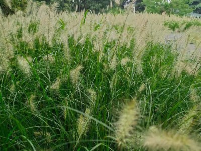 監(jiān)理工程師哪個老師講的好伍曉亮監(jiān)理工程師