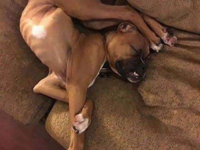 安全工程師練題狗,安全工程師題庫軟件