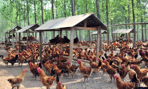 養雞場設計圖全套養雞場設計圖  第1張