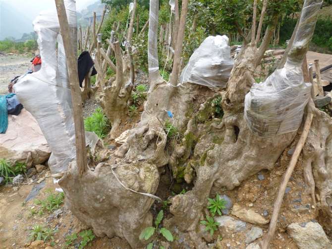 苗木qq群苗木微信群群號 第1張 苗木qq群苗木微信群群號 第1張