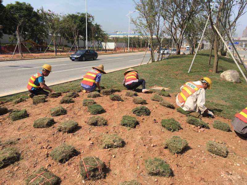 植草地坪植草地坪圖 第1張 植草地坪植草地坪圖 第1張