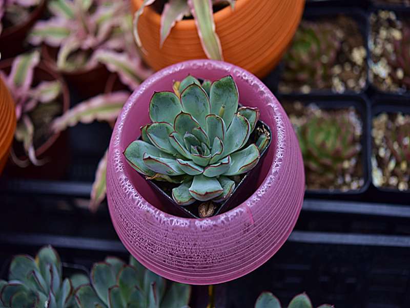 肉肉植物論壇,肉肉植物的養殖方法  第2張