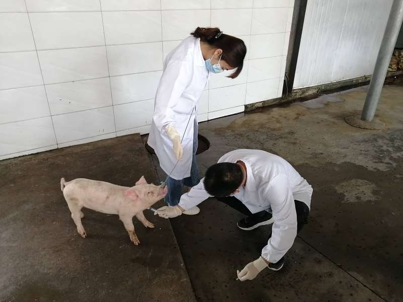 獸醫和結構工程師哪個好,獸醫和設計哪個更好 第2張 獸醫和結構工程師哪個好,獸醫和設計哪個更好 第2張